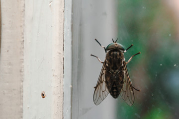 close up the fly on the window, on the glass, the concept of sanitation, dangerous insects, insect repellent, copy space