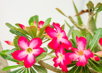 Fototapeta na wymiar Azalea flowers