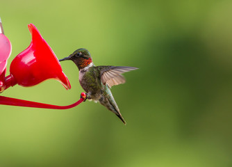 Fototapeta na wymiar isolated ruby throated humming. Soft green defocused background with bird hovering near bright red feeder. 
