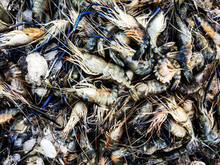Fresh shrimp seafood
