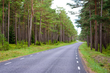 Asphalt road in a beautiful pine forest. Typical landscape of Hiiumaa island, Estonia