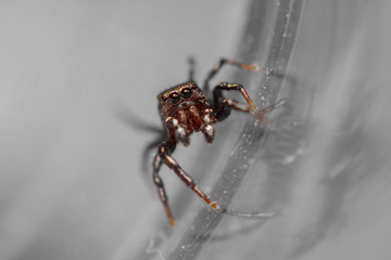 Salticidae
