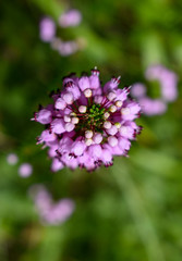 Beauty of the flower