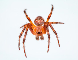 Salticidae © G. Lechevalier