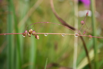 Raindrops, drops of dew on a leaf of grass, raindrops, drops of dew on a branch