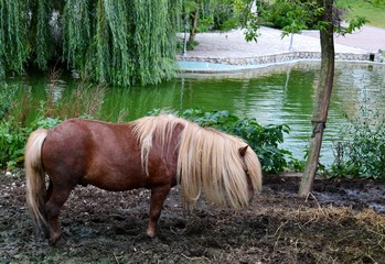 pony near the lake