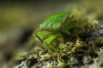 Bug