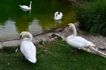 white swan on the lake
