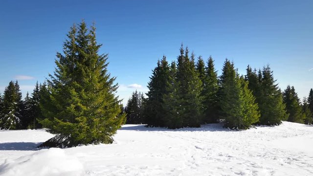 Panoramic view over a snow covered slope with young saplings conifer pine tree. Snezhanka peak, Pamporovo winter resort in Bulgaria. 4K Static Shot
