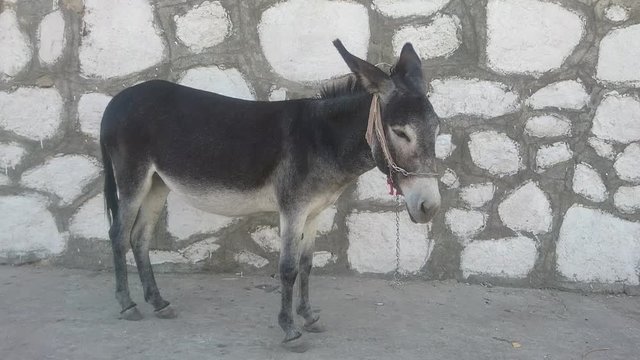 esek, yalnız eşek