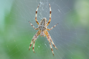 Spider