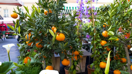 Mandarin trees presented for sale at flower market, fruit plants, gardening