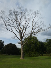 Tree in decline