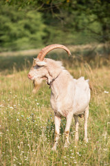 Big, white, goat male with long horns standing on the grass.