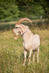 Big, white, goat male with long horns standing on the grass.