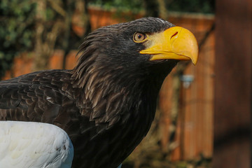 La Boubansais - Aigle