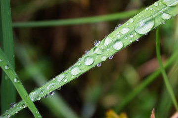 Raindrops, drops of dew on a leaf of grass, raindrops, drops of dew on a branch