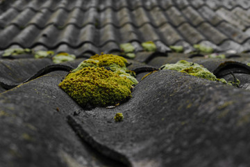 Old and covered with green moss wavy roof slates covers the barn