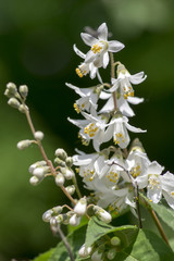 Deutzia gracilis white flowers in bloom, beautiful flowering ornamental shrub