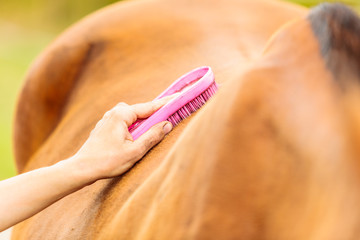 Person taking care of horse, brushing grooming animal