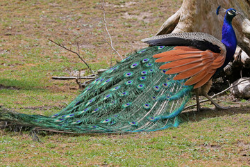 Obraz premium Pfau