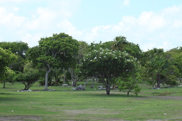 Naklejka premium forest