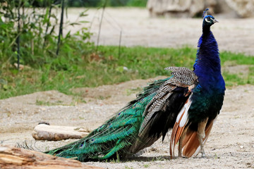 Pfau