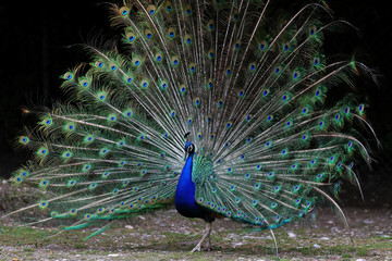 Pfau