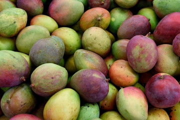 Colorful fresh sweet tropical mangoes, in a farmers produce market, Costa Rica