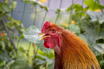 Hahn - Gockel - Sommer - Allgäu - Frei