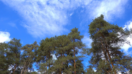 Pine forest against the blue sky.