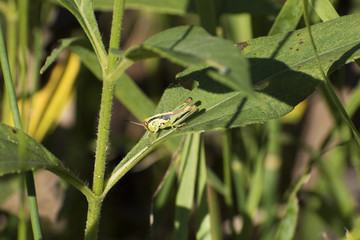 Spur-throated Grasshopper (Melanoplus ponderosus) feasting on western Iowa Milkweed plant.
