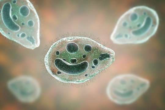 Balantidium Coli Protozoan