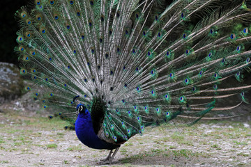 Obraz premium Pfau