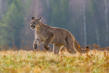Obraz premium Cougar (Puma concolor), also commonly known as the mountain lion, puma, panther, or catamount. is the greatest of any large wild terrestrial mammal in the western hemisphere