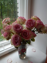 Beautiful pink roses in a vase
