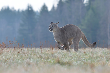 Cougar (Puma concolor), also commonly known as the mountain lion, puma, panther, or catamount. is the greatest of any large wild terrestrial mammal in the western hemisphere
