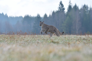 Cougar (Puma concolor), also commonly known as the mountain lion, puma, panther, or catamount. is the greatest of any large wild terrestrial mammal in the western hemisphere