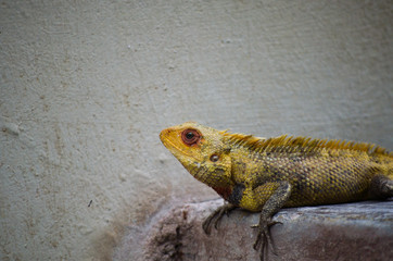 Yellow Lizard Looking on White Background