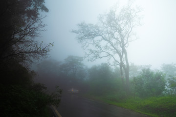 Fototapeta na wymiar The isolated tree, foggy/misty landscape. 