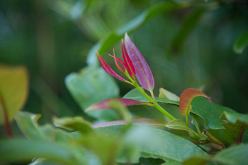 Close up red leaf in nature.