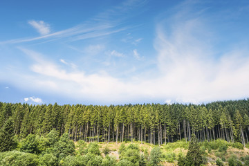 Pine tree forest under a blue sky