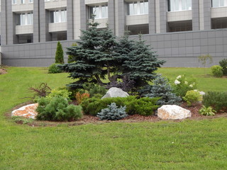 Green lawn with a flower bed of dwarf conifers and stones near the wall of a gray building, landscape design