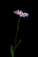 A close up view of the Alpine Aster (Aster Alpinus) flower. Full depth of fild. Isolated on black background.