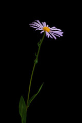 A close up view of the Alpine Aster (Aster Alpinus) flower with dew drops. Full depth of fild. Isolated on black background.