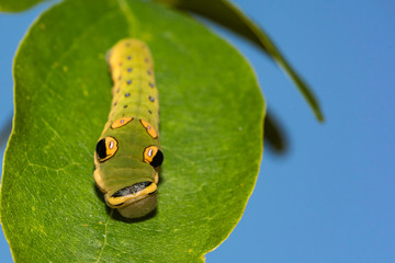Spicebush Swallowtail Caterpillar (Papilio troilus troilus)