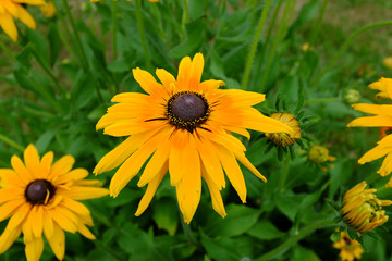 Rudbeckia hirta
