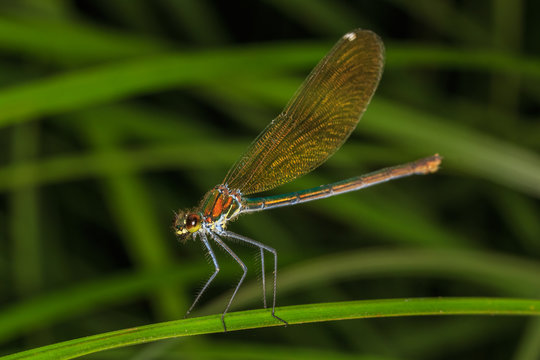Dragonfly on a grass blade