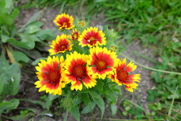 Gaillardia aristata