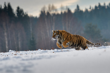 Obraz premium Tygrys syberyjski w śniegu (Panthera tigris)